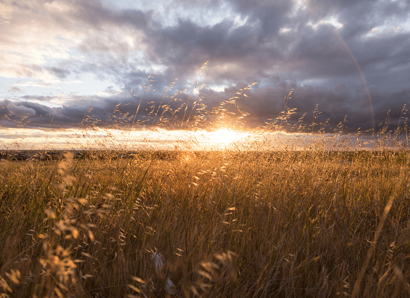 Wheat field